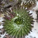 Lobelia deckenii 3