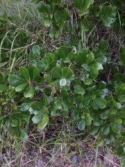 Rhamnus pirifolia