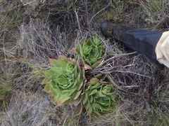 Dudleya candelabrum
