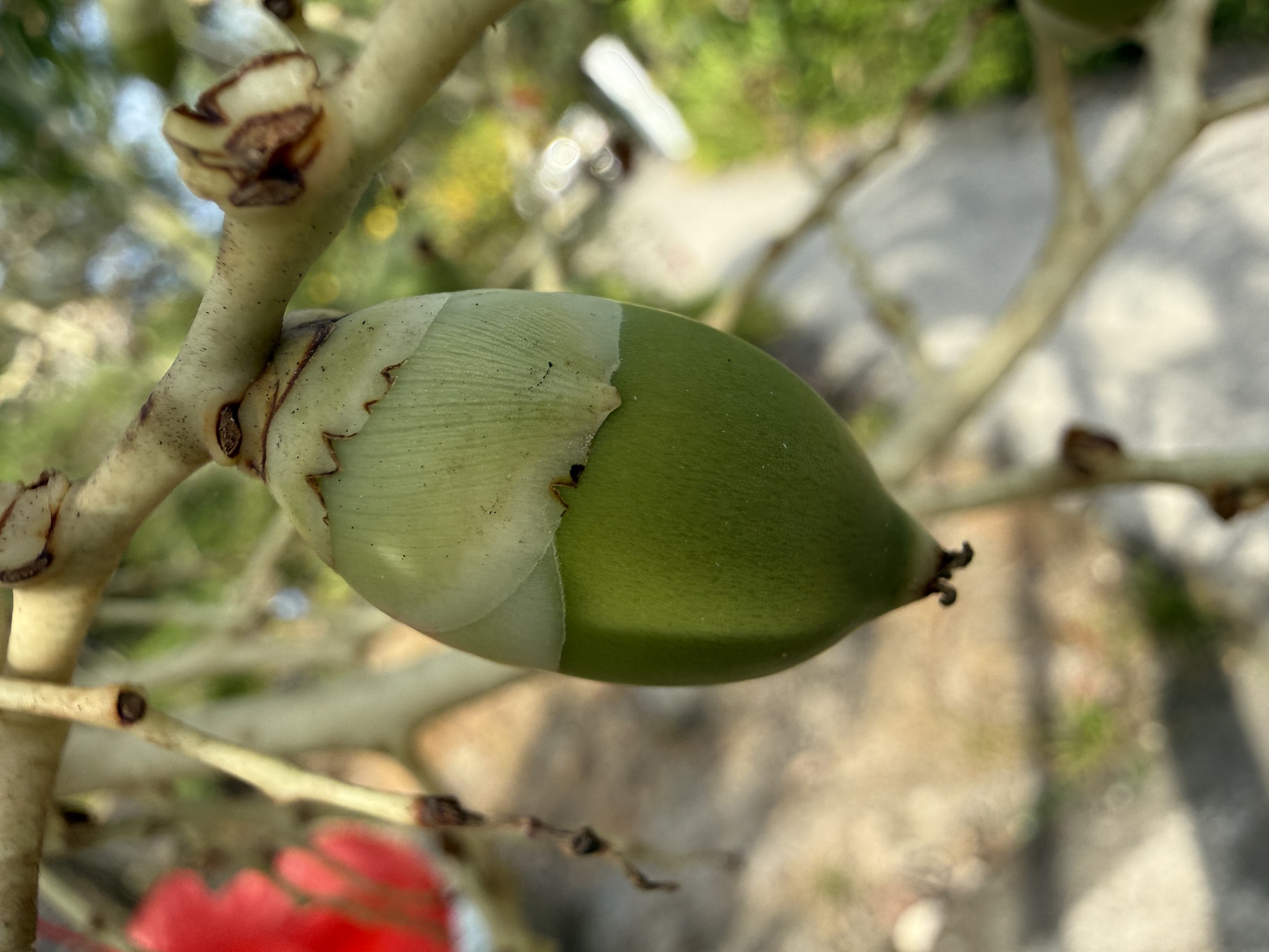 Adonidia merrillii — ảnh 3