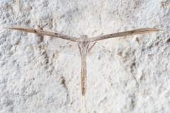 Lioptilodes albistriolatus