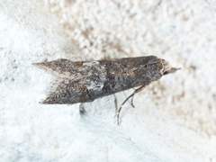 Ellabella melanoclista
