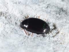 Platydema excavata