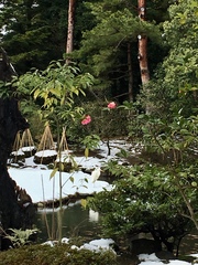 Ardea alba