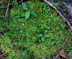 Claopodium rostratum