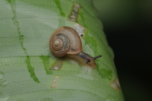 Bradybaena similaris