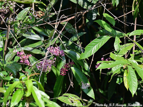 Ardisia colorata observed 2026-01-19