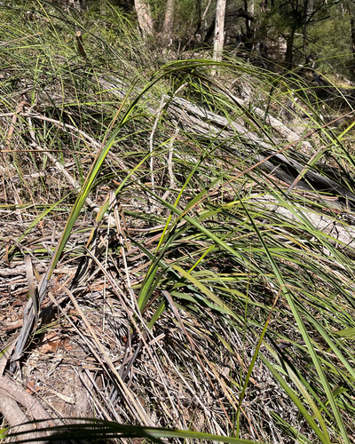 Thatch Saw-sedge (Gahnia radula)