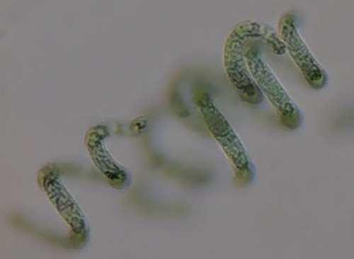 Arthrospira platensis observed 2026-02-20