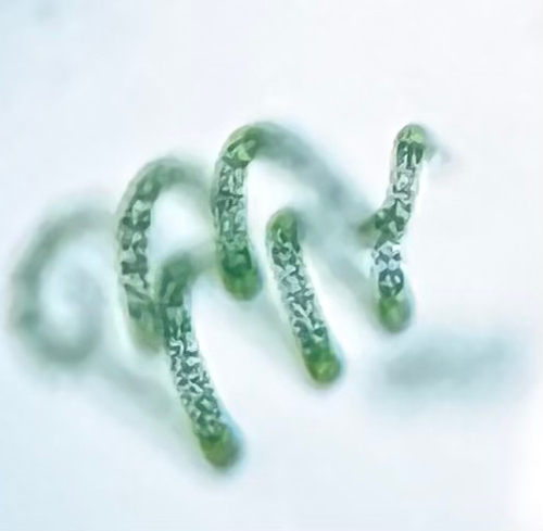 Arthrospira platensis observed 2026-02-20