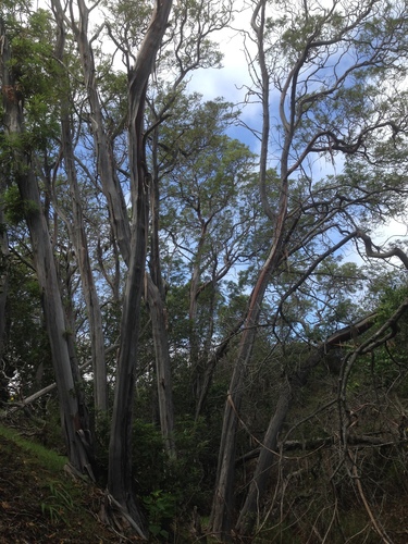 Lyonothamnus floribundus