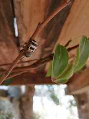 Aegorhinus phaleratus