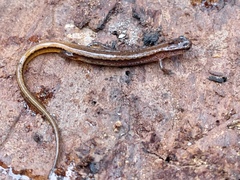 Eurycea chamberlaini