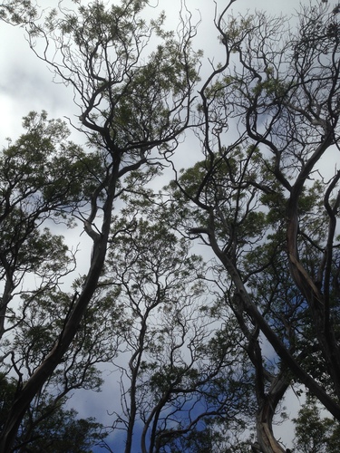 Lyonothamnus floribundus