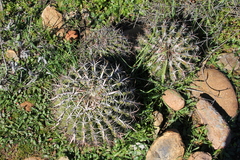 Ferocactus viridescens