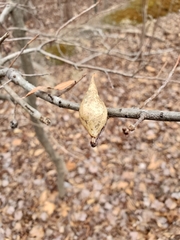 Amphibolips quercuscitriformis