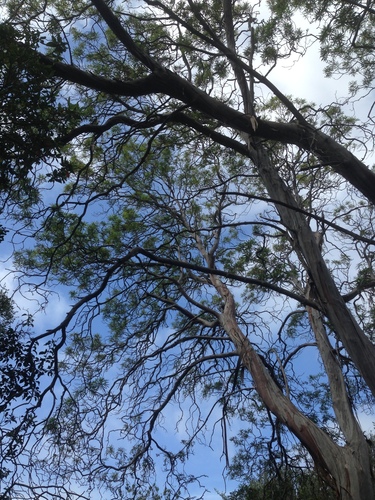 Lyonothamnus floribundus