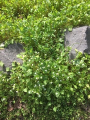 Claytonia perfoliata