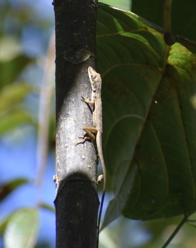 Santiago Grass Anole