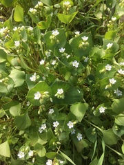 Claytonia perfoliata