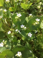 Claytonia perfoliata