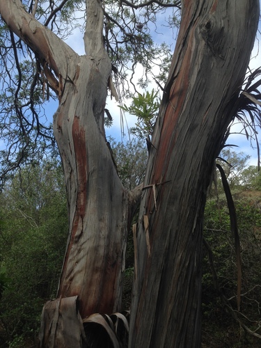 Lyonothamnus floribundus