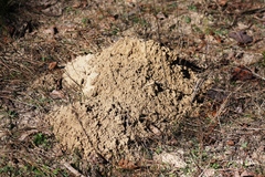 Geomys breviceps