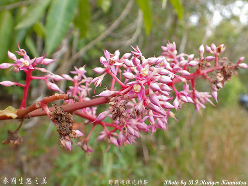 Ardisia colorata observed 2026-01-19
