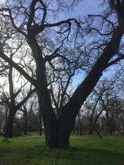 Quercus lobata