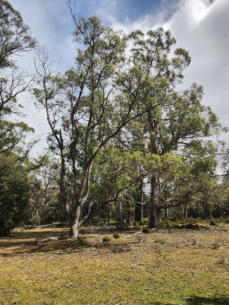 Eucalyptus rodwayi