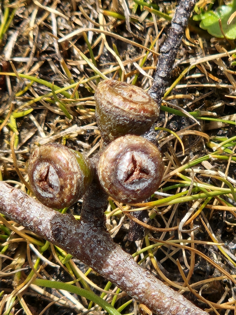 Eucalyptus rodwayi 2