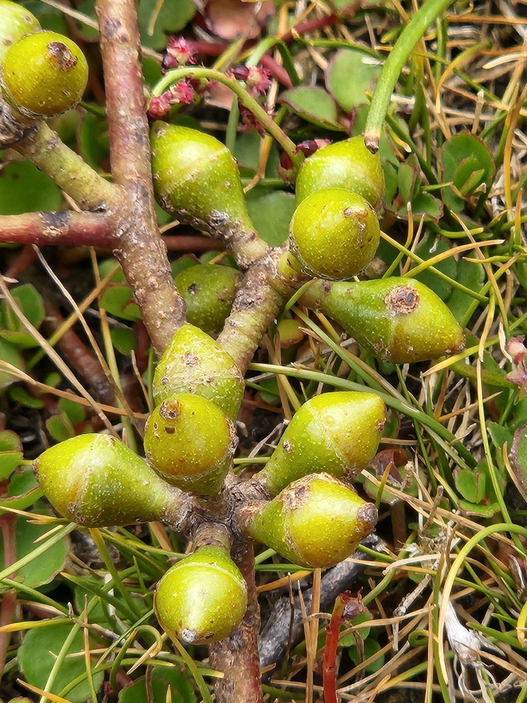 Eucalyptus rodwayi 3