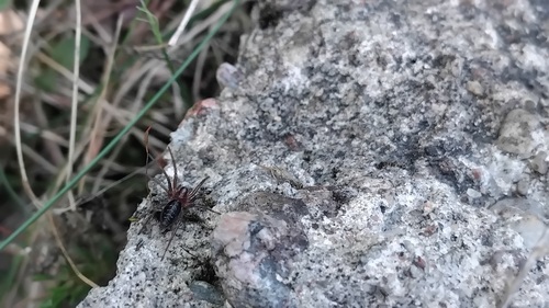 Labirintinis Piltuvininkas