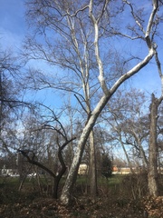 Platanus racemosa