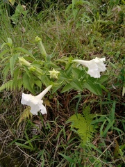 Escobedia grandiflora