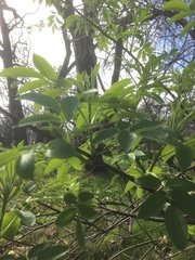 Sambucus cerulea