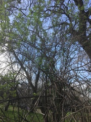 Sambucus cerulea