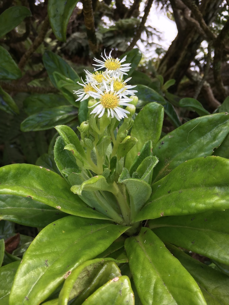 Melanodendron