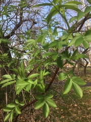 Sambucus cerulea
