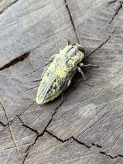 Chrysobothrini