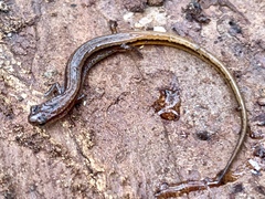 Eurycea chamberlaini