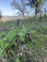 Ambrosia ambrosioides