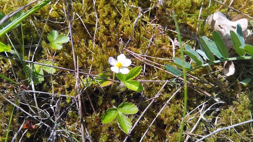 Paprastoji žemuogė