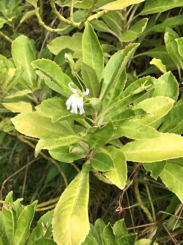Lobelia scaevolifolia image