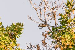 Lanius nubicus