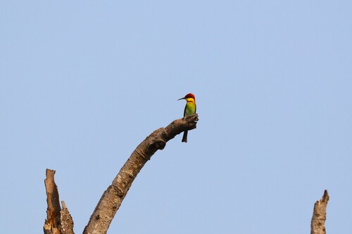 Chestnut-headed Bee-eater
