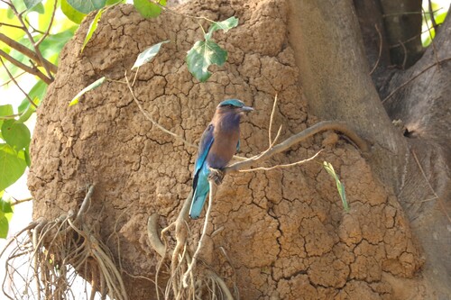 Indochinese Roller