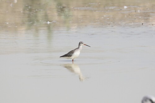 Spotted Redshank