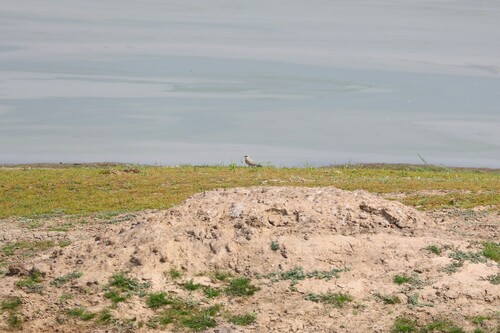 Small Pratincole