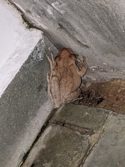 Osteopilus dominicensis